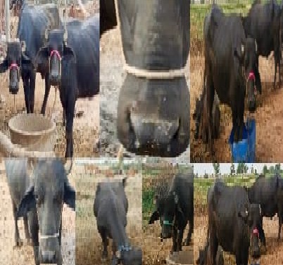 جهرڪ ويجهو ڇتي ڪتي 25 ڍورن کي ڏاڙهي ڇڏيو, ويڪسين لاءِ مالوند پريشان