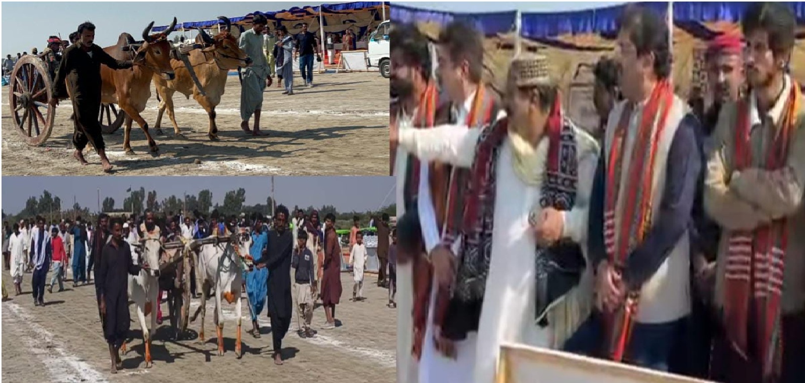 راندين واري کاتي پاران ٺٽي ۾ ڍڳن جي ڊوڙ جو مقابلو ڪرايو ويو