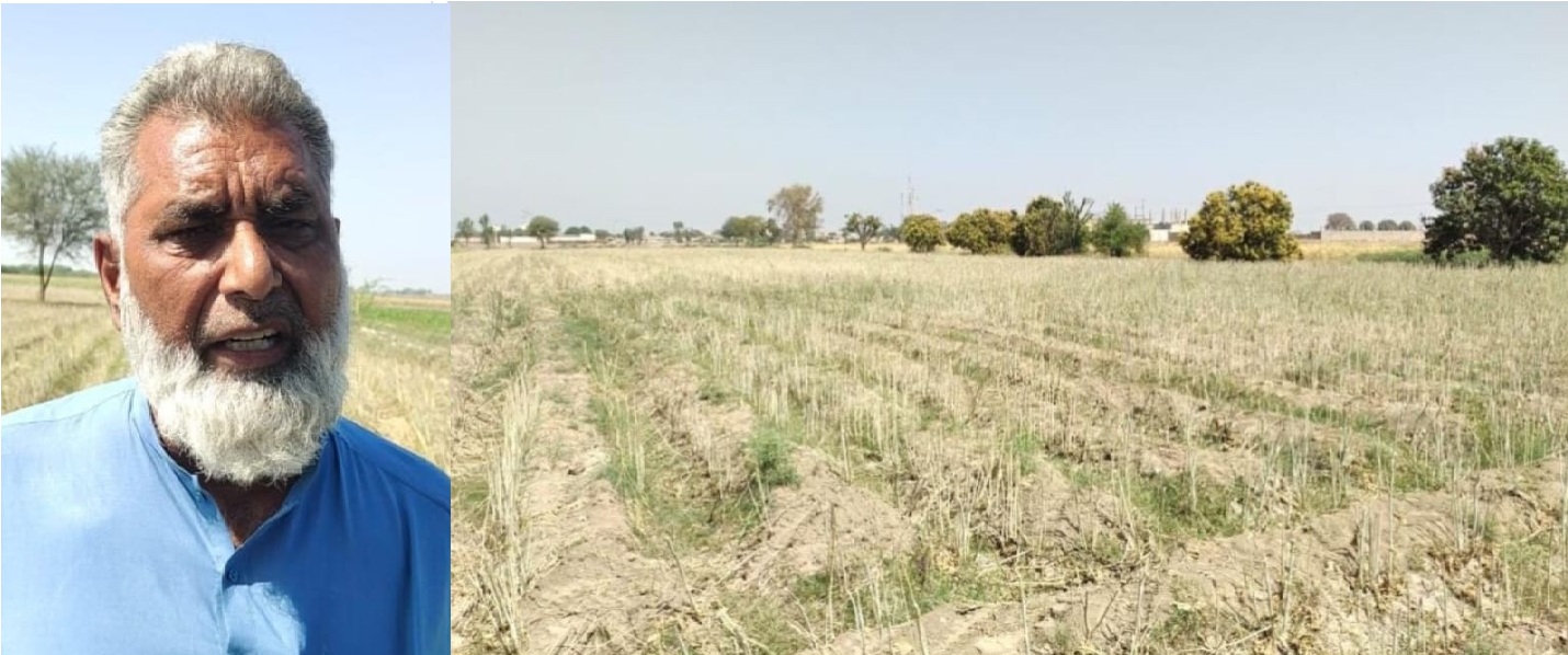 ڪنري ڀرسان بااثر رٽائرڊ پوليس آفيسر جو لابارو ڪيل توريي جو فصل مبينا طور کڻائي ويا