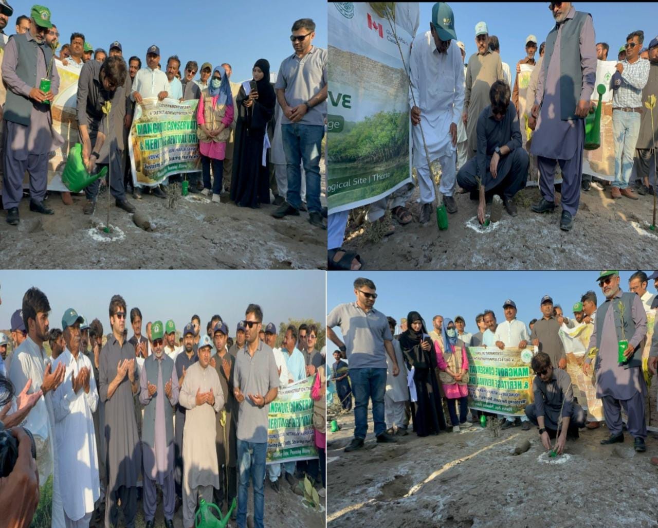 ڊي سي ٺٽو پاران ڀنڀور جي سمنڊ ڪناري مينگروز جا ٻوٽا لڳائي وڻڪاري مهم جو آغاز