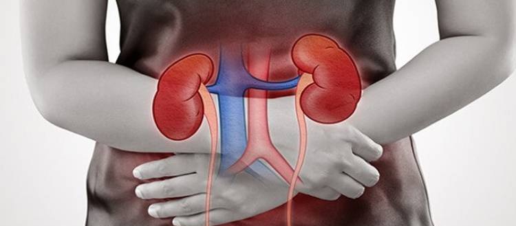اپنی گردوں کا خیال رکھیں، یہ بازار میں نہیں ملتے: خرابی کی علامات اور احتیاطی تدابیر