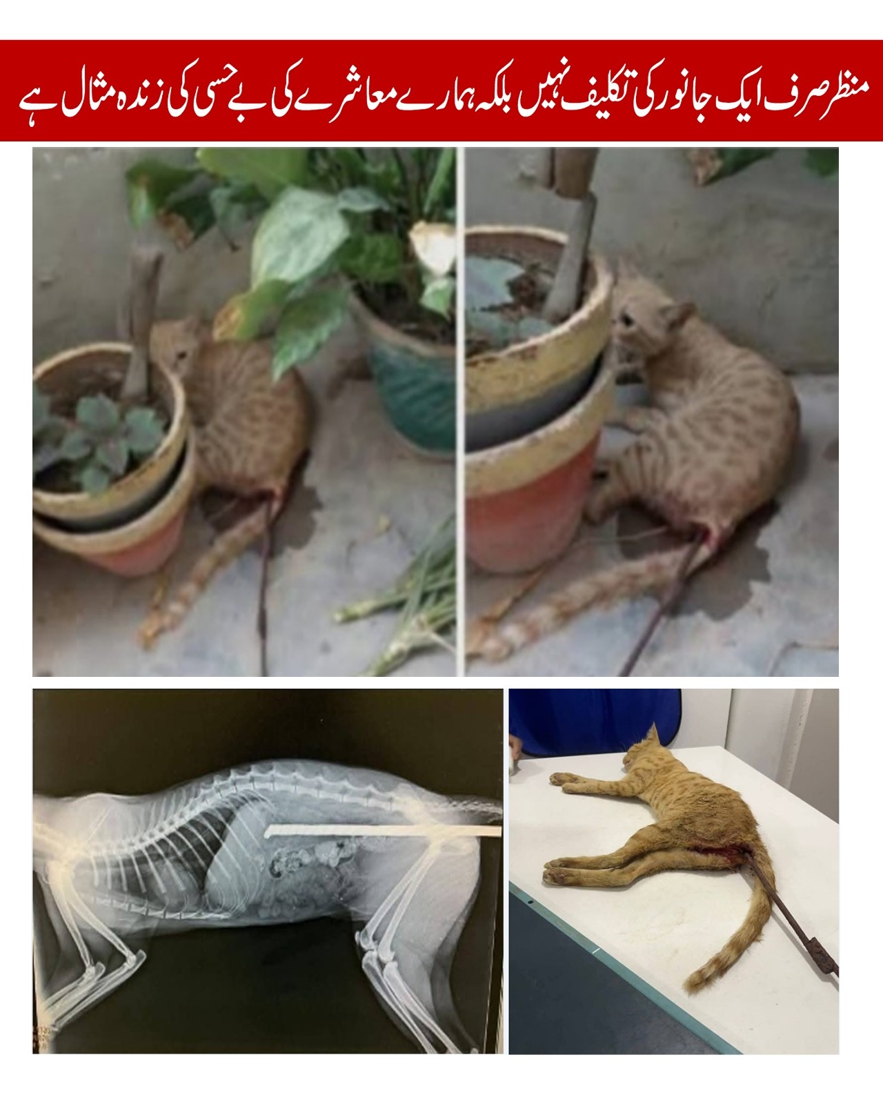 ہمارے معاشرے کی بے حسی کی زندہ مثال ہے..!!