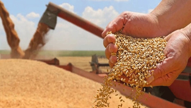 گندم پالیسی منظور، قیمت 3500 روپے فی من مقرر