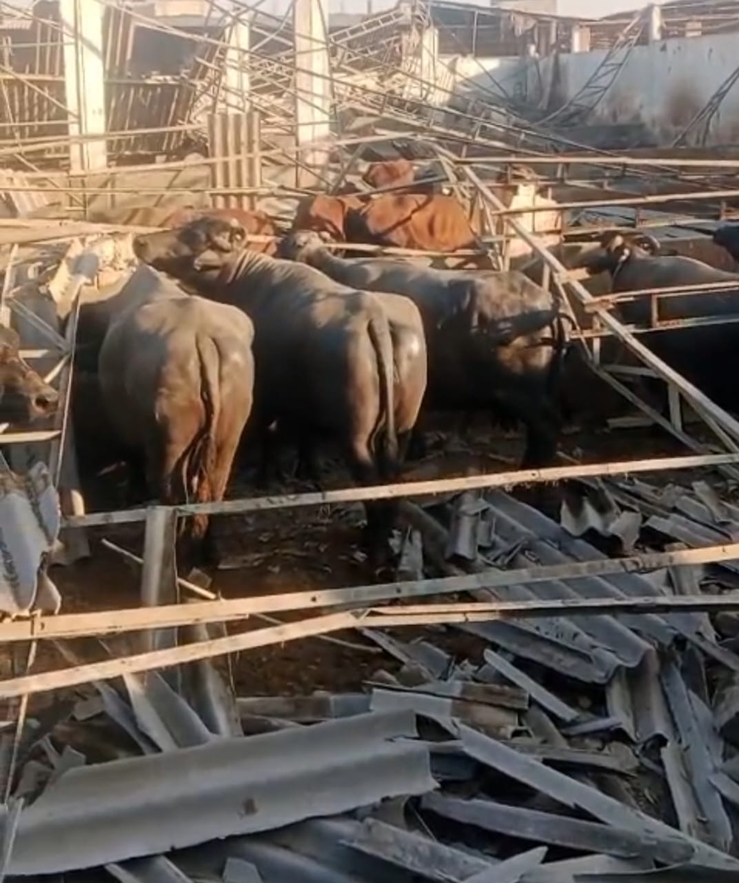 ملير: ڀينس ڪالوني ۾ مال جي واڙي جي ڇت ڪِري پئي، ڪيترائي ڍور مري ويا