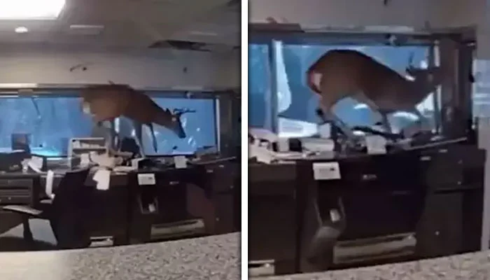 ہرن کھڑکی توڑ کر بینک میں گھس گیا