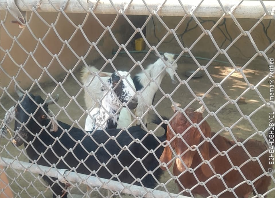 بحريا ٽائون انتظاميه جي ڪارروائي، فليٽن آڏو گذرندڙ ٻڪرين کي پڪڙي ورتو