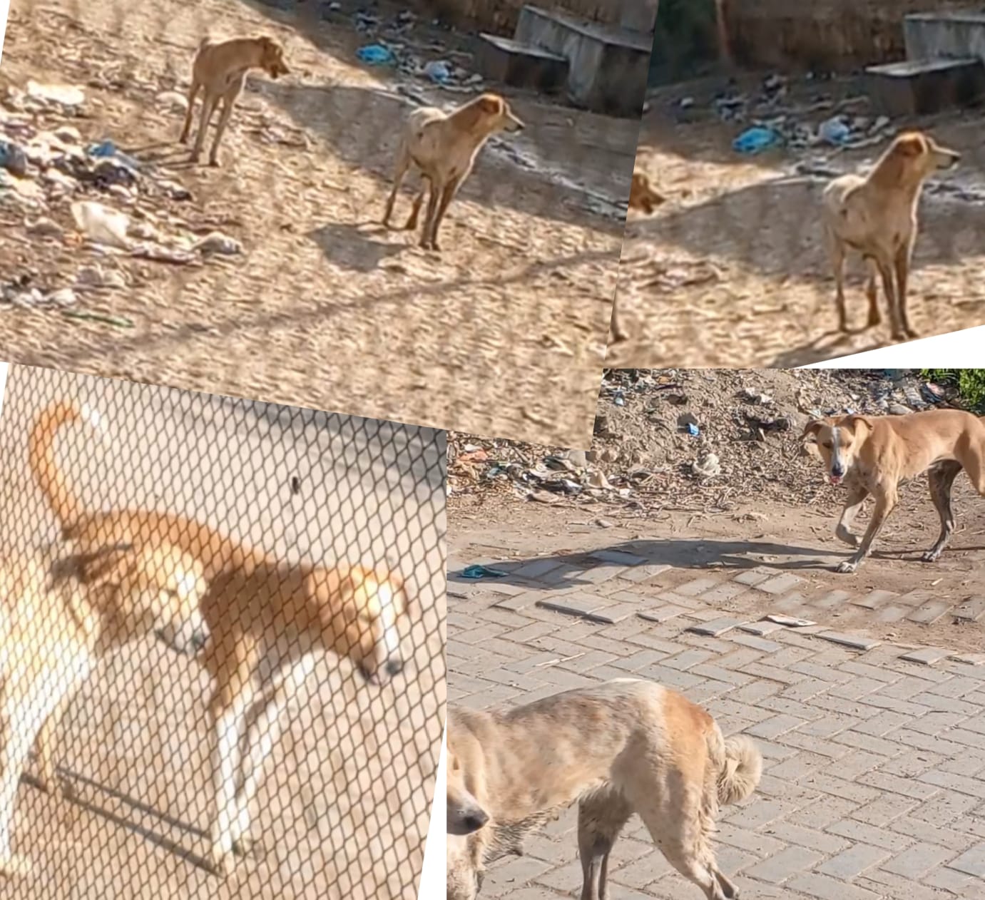 ٺٽي شهر ۾ رولو ڪتن جو آزار وڌي ويو، شهري خوف ۾ مبتلا